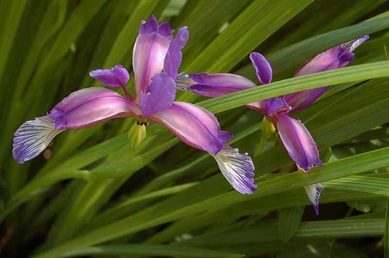 Iris graminea